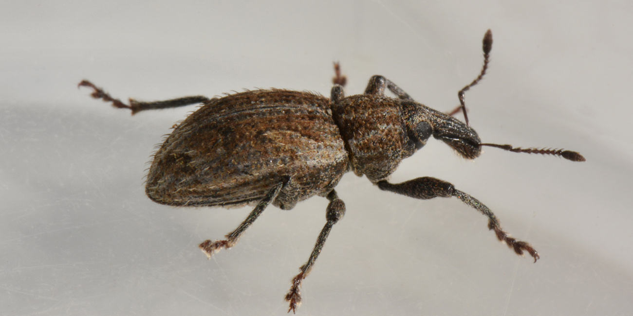 Curculionidae: Graptus nictitans singularis